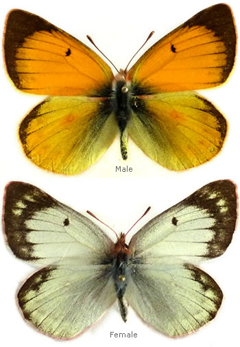 Colias verhulsti 