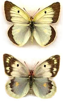 Colias chlorocoma