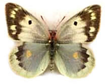 Colias chlorocoma