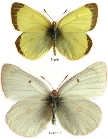 Colias gigantea 