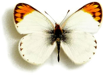 Colotis evagore