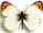 Colotis evagore Colotis evagore