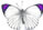 Colotis ione 