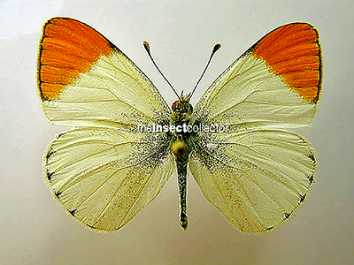 Colotis liagore