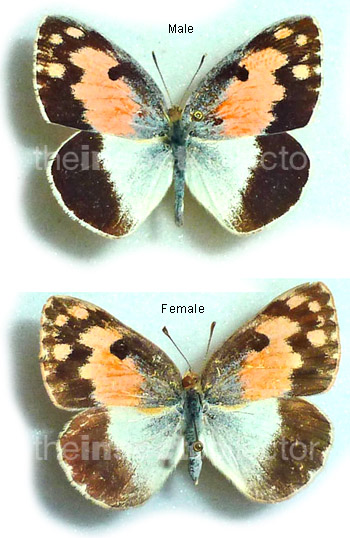 Colotis phisadia