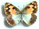 Colotis phisadia Colotis phisadia