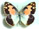 Colotis phisadia Colotis phisadia