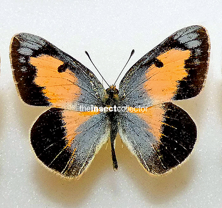 Colotis protractus