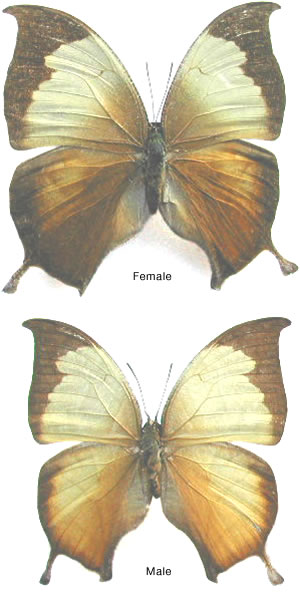 Consul (Anaea) electra