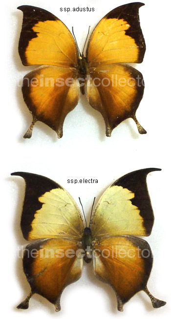 Consul (Anaea) electra