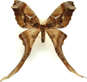 Copiopteryx derceto