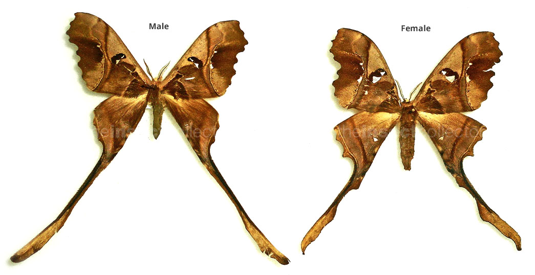 Copiopteryx sonthonnaxi