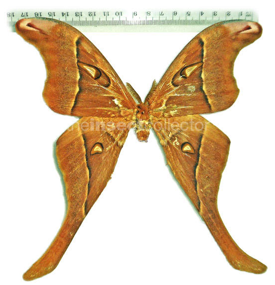 Coscinocera aruensis (2010) 