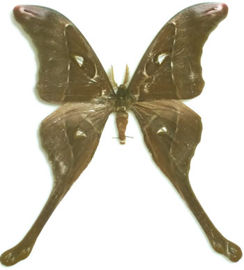 Coscinocera aruensis (2010) 
