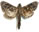 Cossidae sp.1 