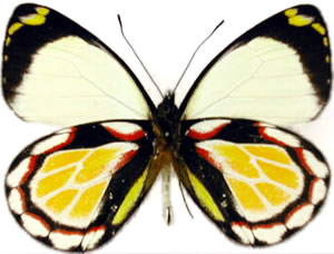 Delias arabuana 