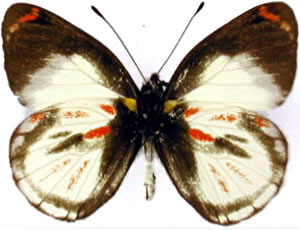 Delias argentata 