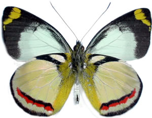 Delias bothwelli  