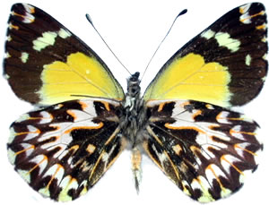 Delias carstensziana 