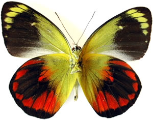 Delias caeneus 