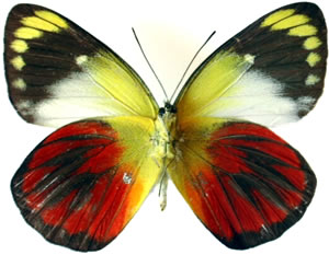 Delias caeneus 