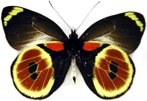 Delias castaneus  