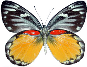 Delias descombesi 