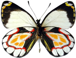 Delias flavistriga 