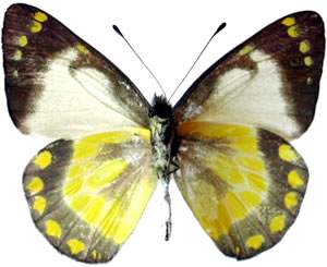 Delias geraldina  