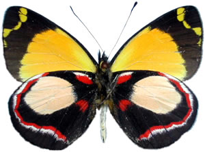 Delias leucias 