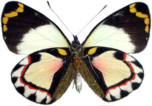 Delias luctuosa 