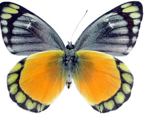 Delias melusina 