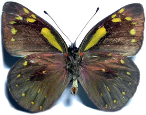 Delias michrostichta 