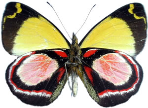 Delias rosamontana 