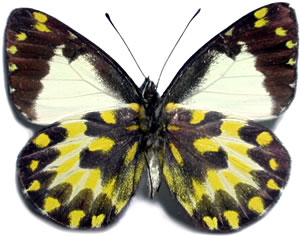 Delias subapicalis 