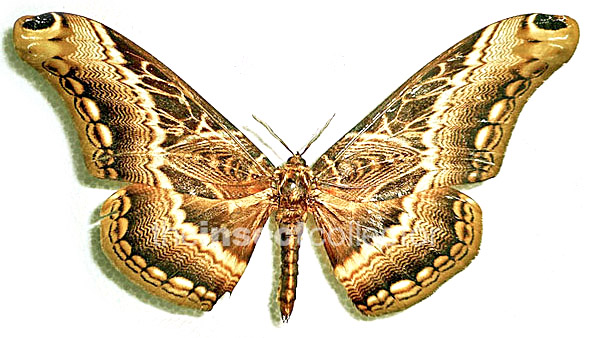 Dactyloceras lucina