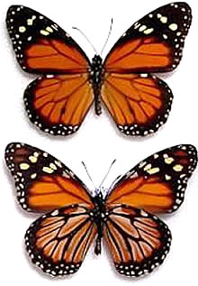 Danaus cleophile 