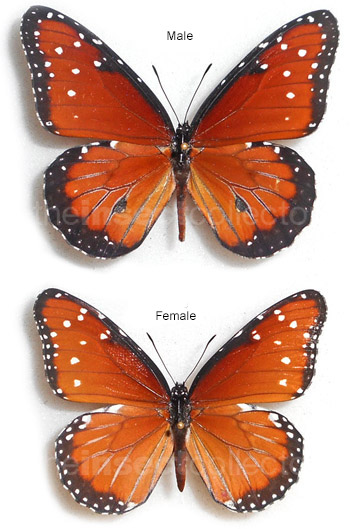 Danaus gilippus