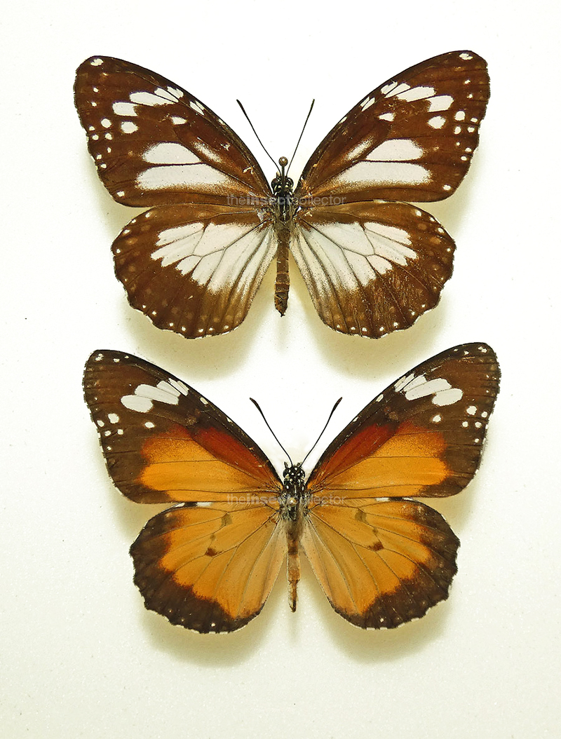 Danaus petilia