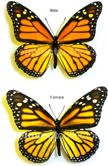 Danaus plexippus