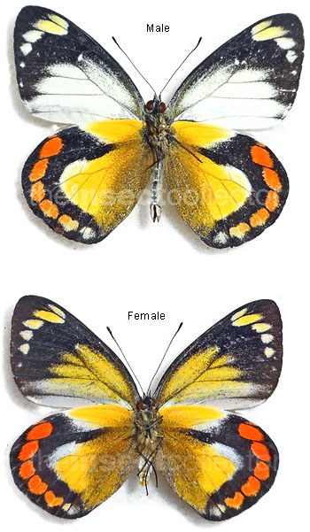 Delias alberti