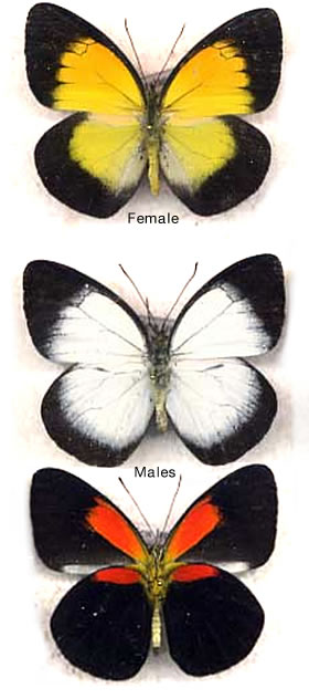 Delias eximia 