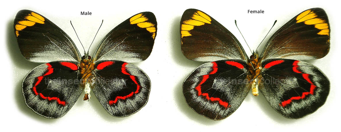 Delias nigrina 