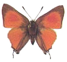 Deudorix livia