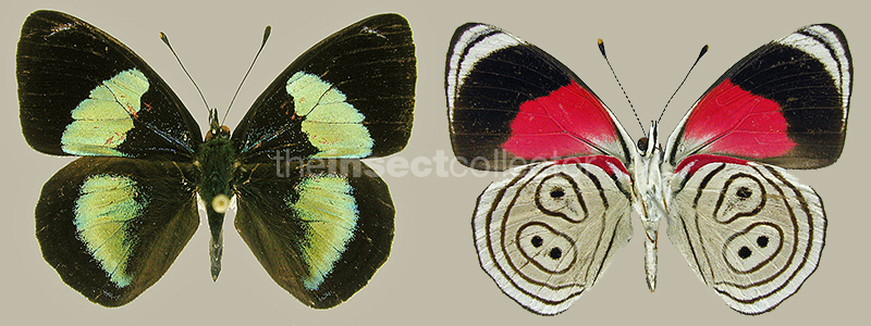 Diaethria euclides