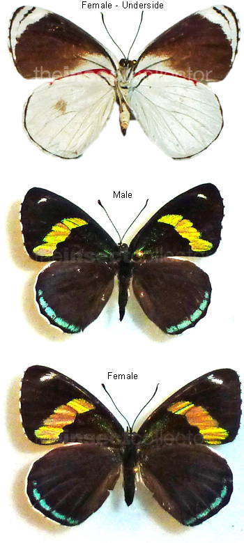 Diaethria anna