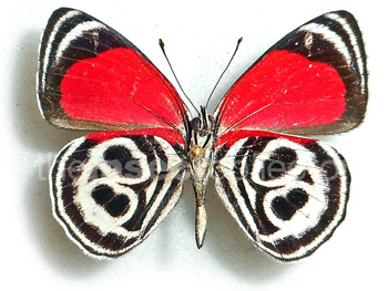 Diaethria clymena 