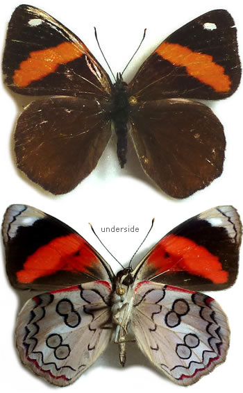 Diaethria (Cyclogramma) pandama 