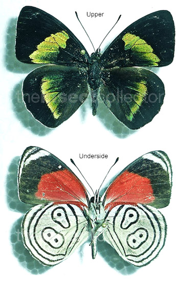 Diaethria euclides