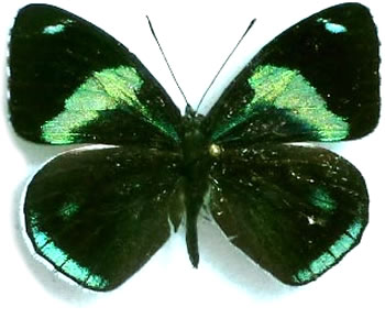 Diaethria gabaza 